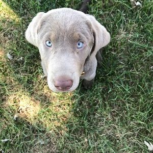Meet your Posher, Carole